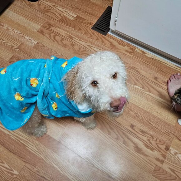 Dog Bathrobe Towel Lightweight, Fast Drying Bathrobe for Dogs - Picture 4 of 7